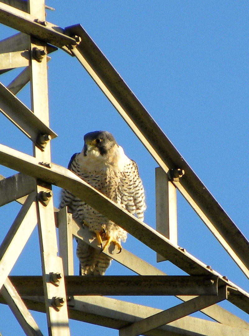 Falco peregrinus calidus tipo